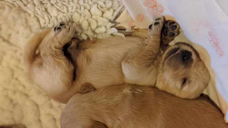 Im Land der Blumen und Käfer