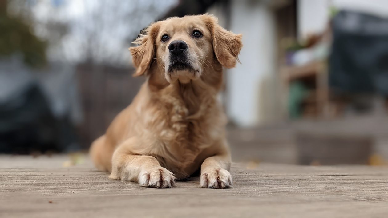 PXL_20201029_103741945.PORTRAIT